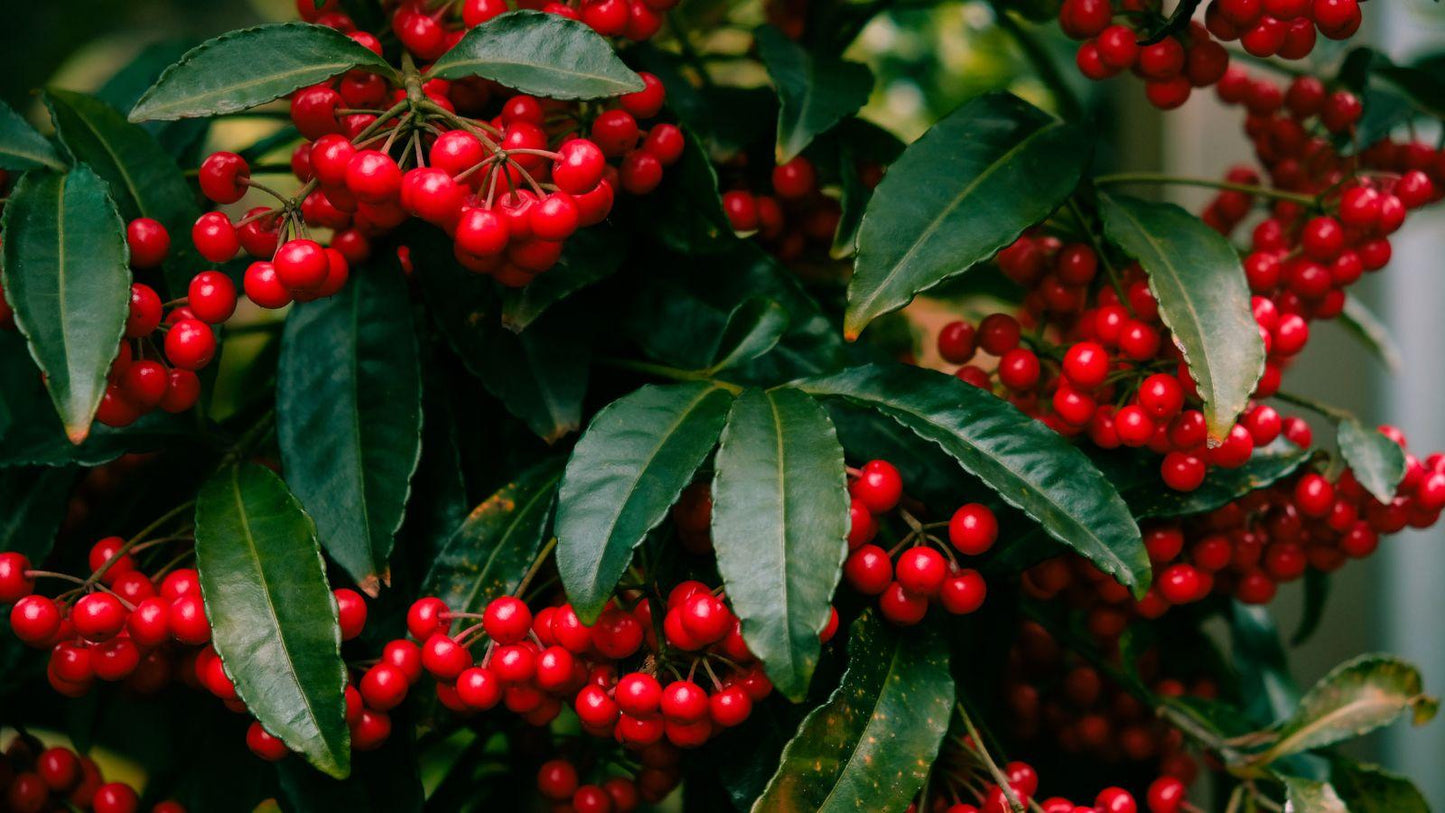 Ardisia Berry White, Pink, Or Red - View 8 from www redcrocus com