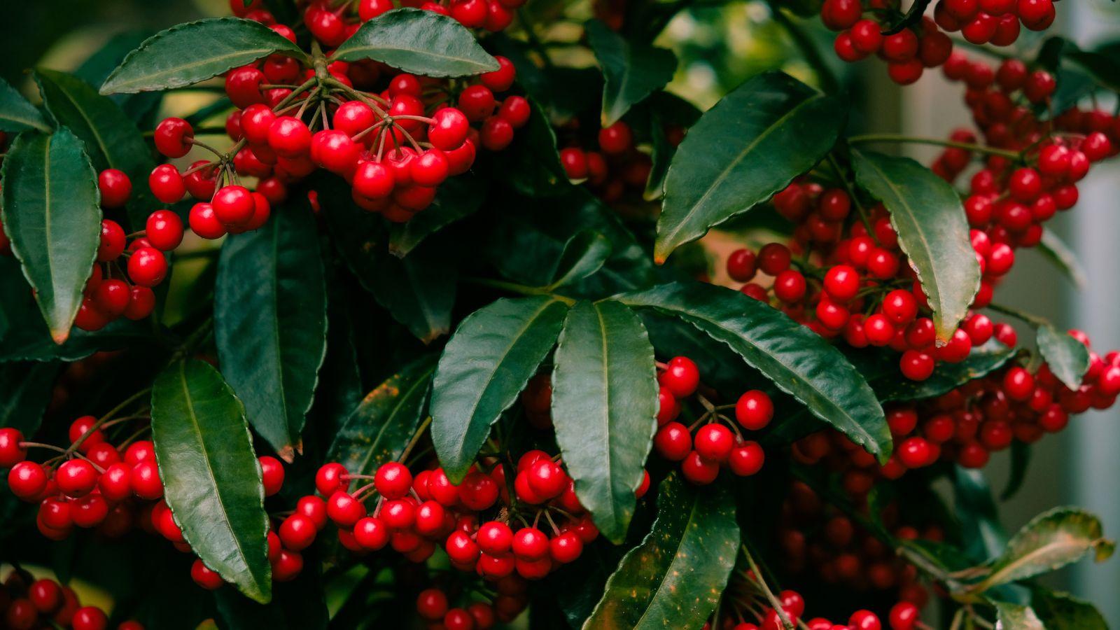 Ardisia Berry White, Pink, Or Red - View 8 from www redcrocus com