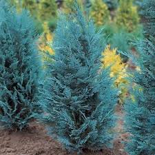 RedCrocus Van Pelt's Blue Lawson False Cypress Live Plant, Evergreen Blue Conifer, Deer Resistant, Outdoor Landscape Tree or Hedge, Container Friendly, Full Sun, USDA Zones 5-8  5 Gallon Nursery Pot