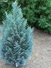 RedCrocus Van Pelt's Blue Lawson False Cypress Live Plant, Evergreen Blue Conifer, Deer Resistant, Outdoor Landscape Tree or Hedge, Container Friendly, Full Sun, USDA Zones 5-8  5 Gallon Nursery Pot