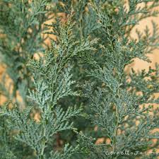 RedCrocus Van Pelt's Blue Lawson False Cypress Live Plant, Evergreen Blue Conifer, Deer Resistant, Outdoor Landscape Tree or Hedge, Container Friendly, Full Sun, USDA Zones 5-8  5 Gallon Nursery Pot