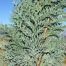 RedCrocus Van Pelt's Blue Lawson False Cypress Live Plant, Evergreen Blue Conifer, Deer Resistant, Outdoor Landscape Tree or Hedge, Container Friendly, Full Sun, USDA Zones 5-8  5 Gallon Nursery Pot