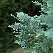 RedCrocus Van Pelt's Blue Lawson False Cypress Live Plant, Evergreen Blue Conifer, Deer Resistant, Outdoor Landscape Tree or Hedge, Container Friendly, Full Sun, USDA Zones 5-8  5 Gallon Nursery Pot