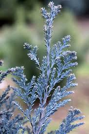 RedCrocus Van Pelt's Blue Lawson False Cypress Live Plant, Evergreen Blue Conifer, Deer Resistant, Outdoor Landscape Tree or Hedge, Container Friendly, Full Sun, USDA Zones 5-8  5 Gallon Nursery Pot