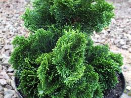 RedCrocus Hinoki Cypress, Chamaecyparis obtusa 'Nana Gracilis Fast Form' Live Plant – Compact Evergreen Conifer for Landscape or Large Containers  3 Gallon Nursery Pot
