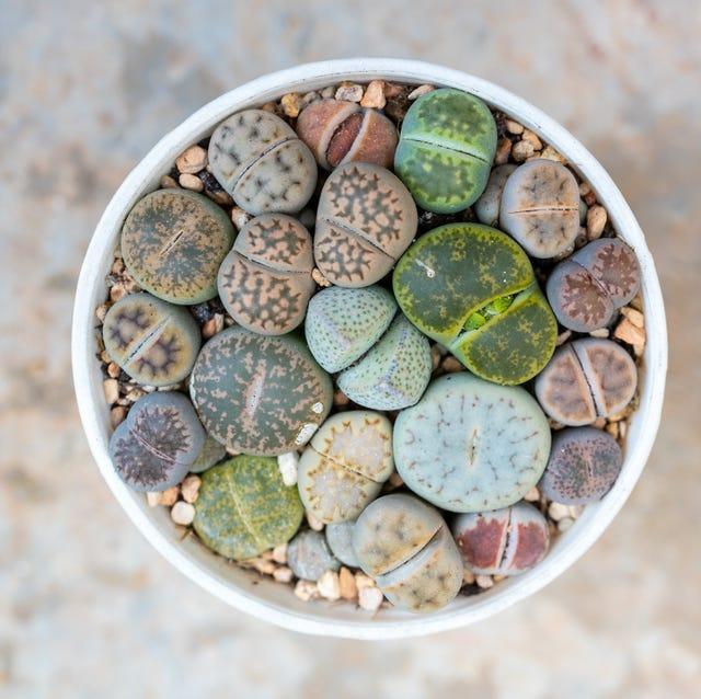 Living Stones - View 10 from www redcrocus com