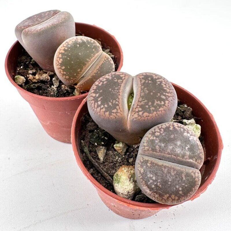 Living Stones - View 13 from www redcrocus com