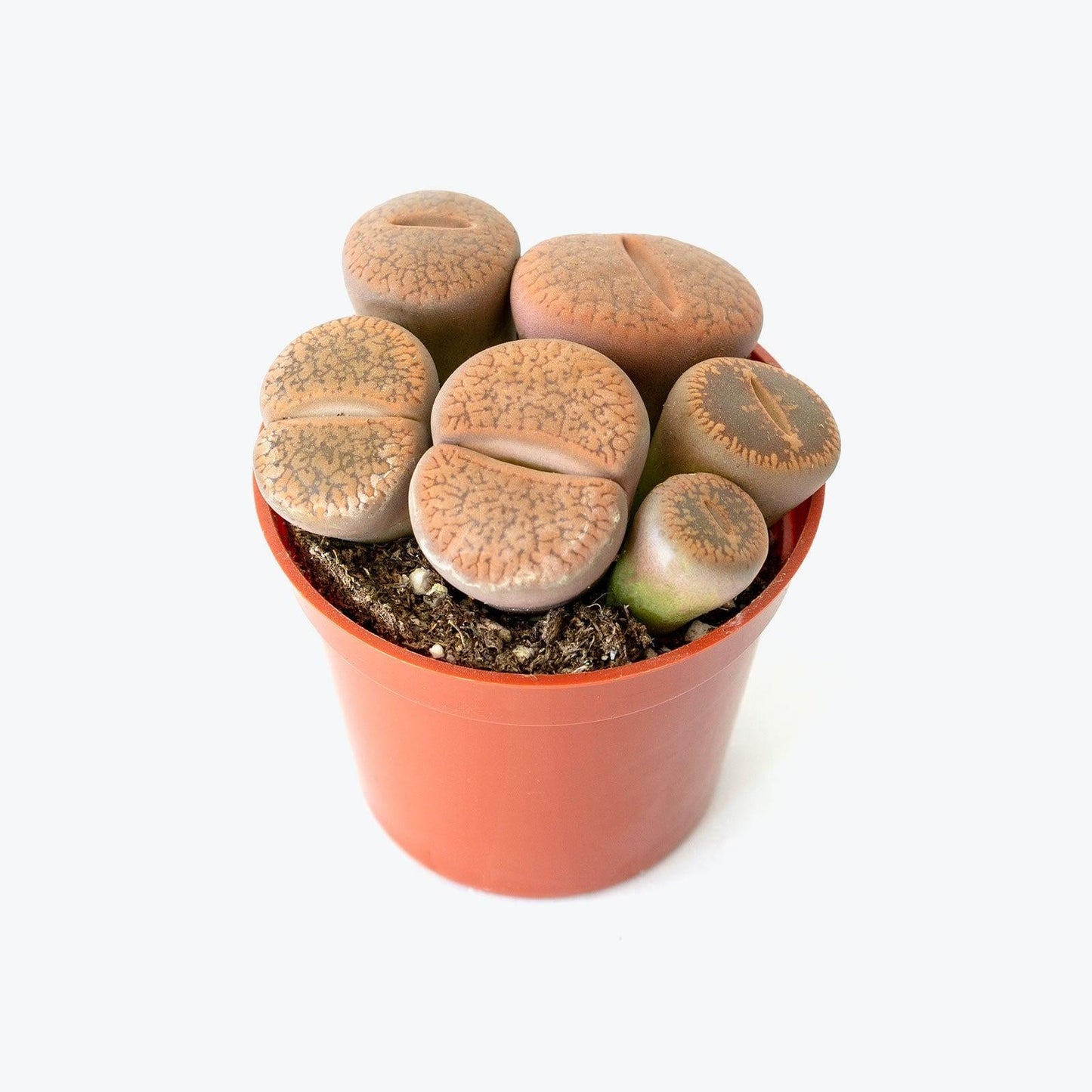 Living Stones - View 14 from www redcrocus com