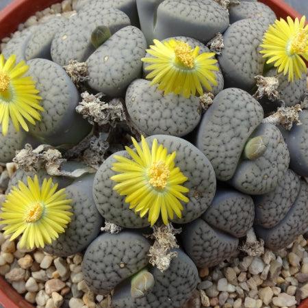Living Stones - View 16 from www redcrocus com