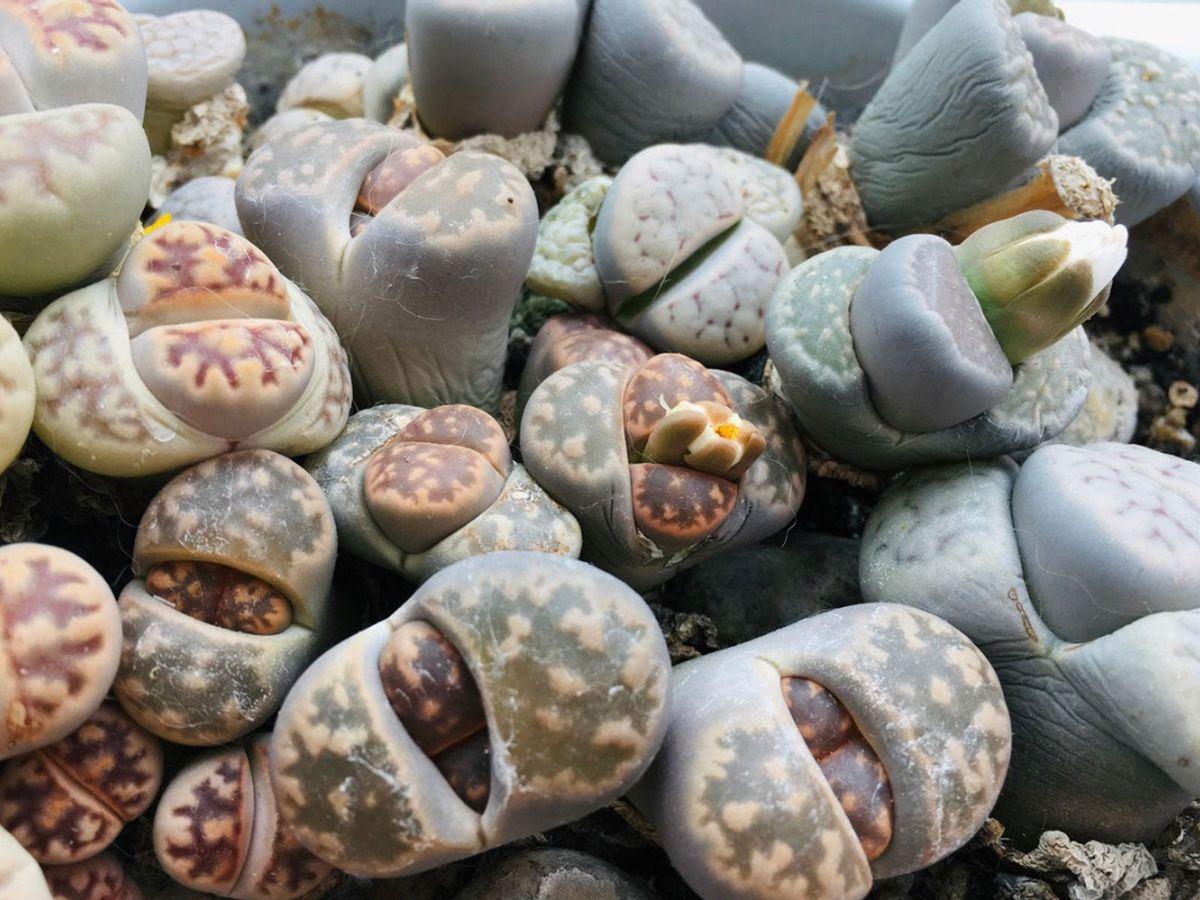 Living Stones - View 17 from www redcrocus com