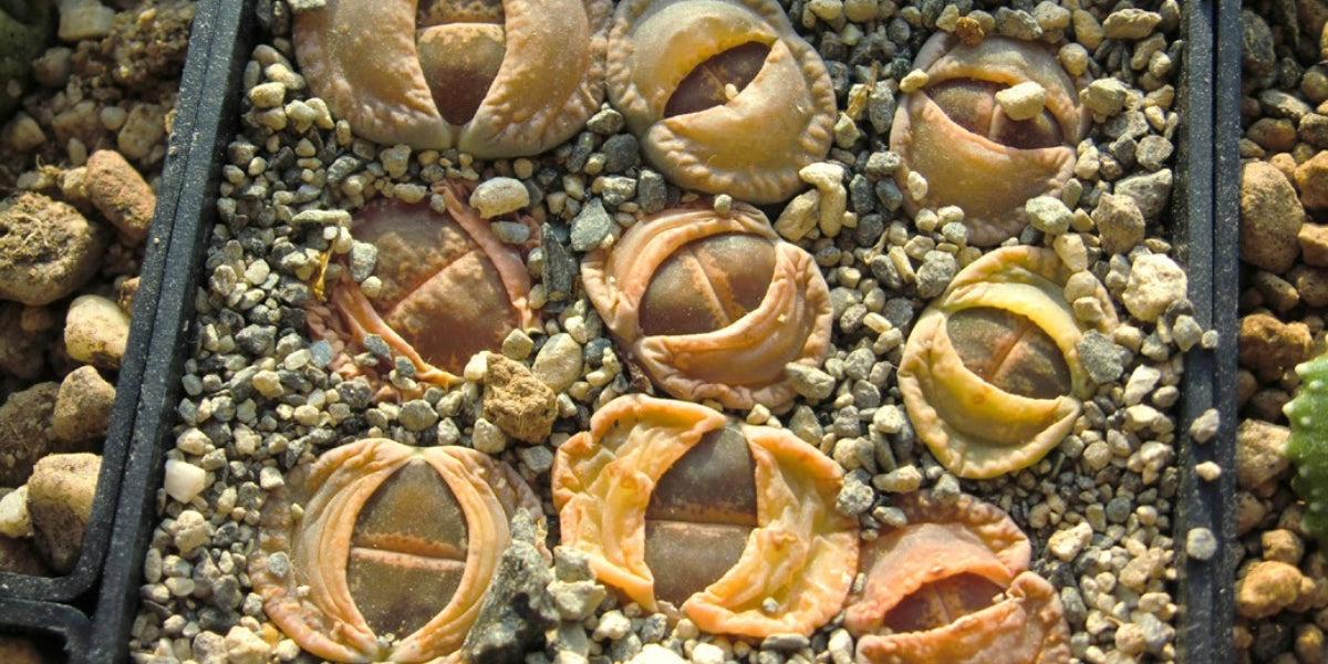 Living Stones - View 18 from www redcrocus com