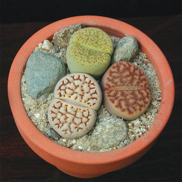 Living Stones - View 19 from www redcrocus com