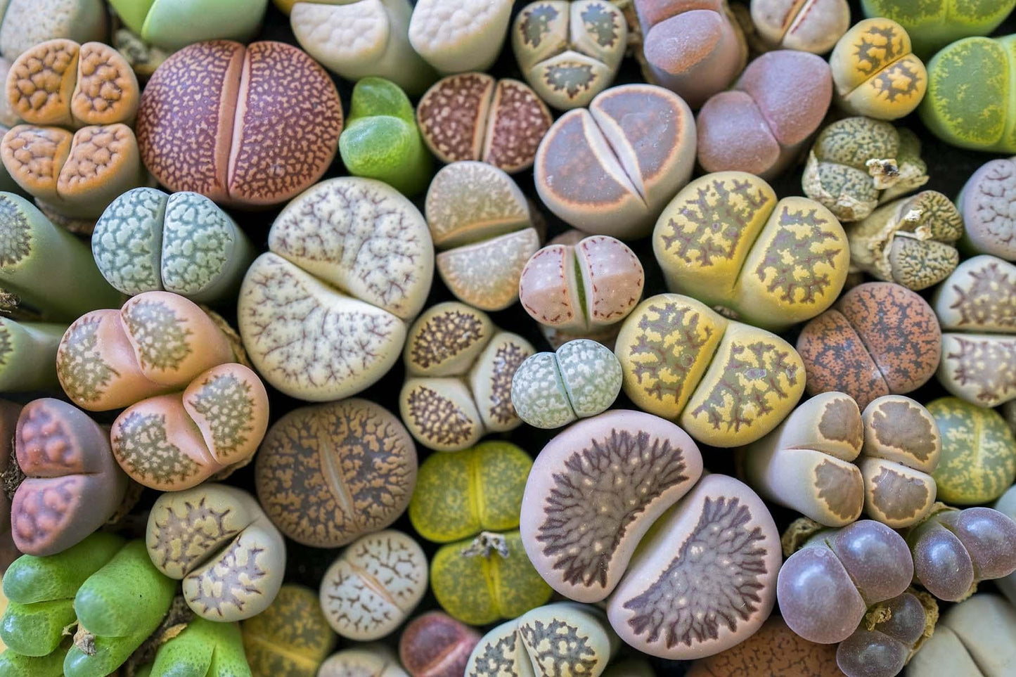 Living Stones - View 1 from www redcrocus com