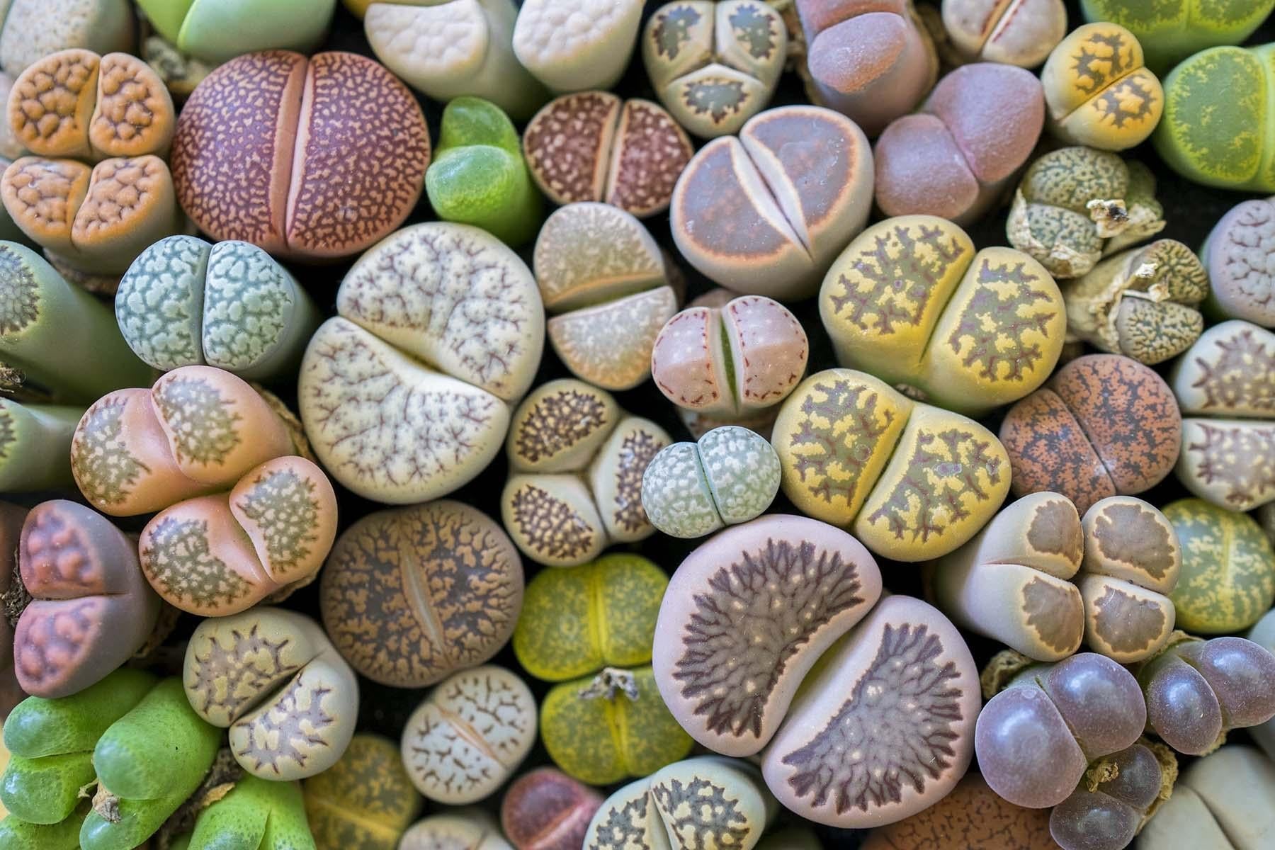 Living Stones - View 1 from www redcrocus com