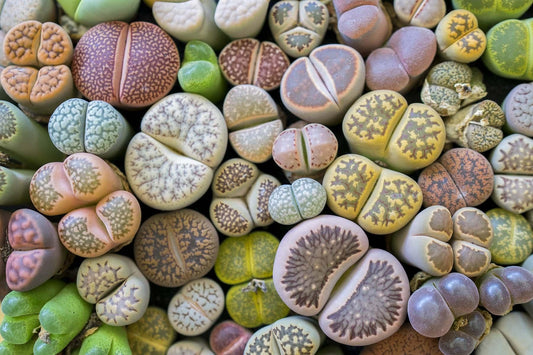 Living Stones - View 1 from www redcrocus com