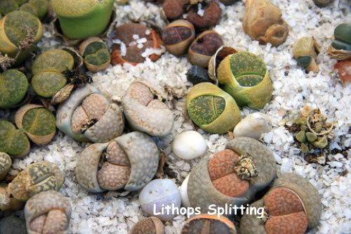 Living Stones - View 20 from www redcrocus com