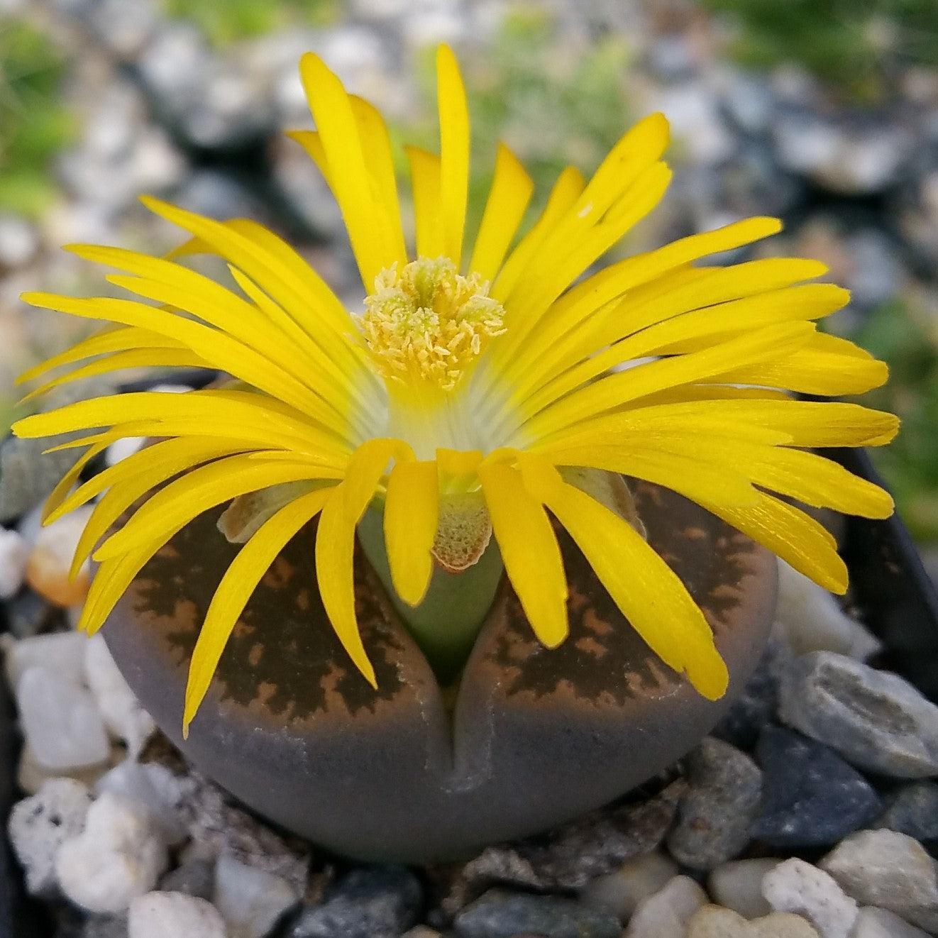 Living Stones - View 21 from www redcrocus com