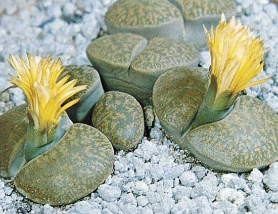 Living Stones - View 22 from www redcrocus com