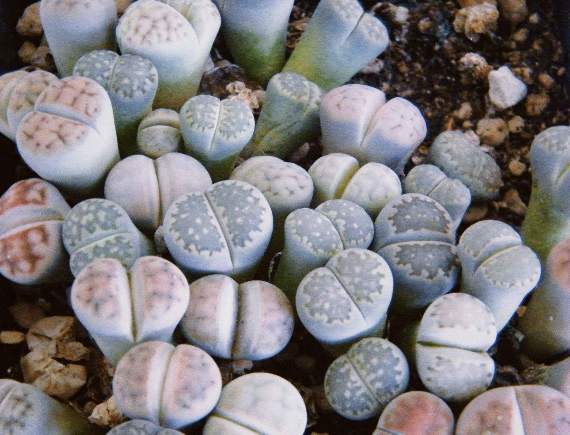 Living Stones - View 25 from www redcrocus com