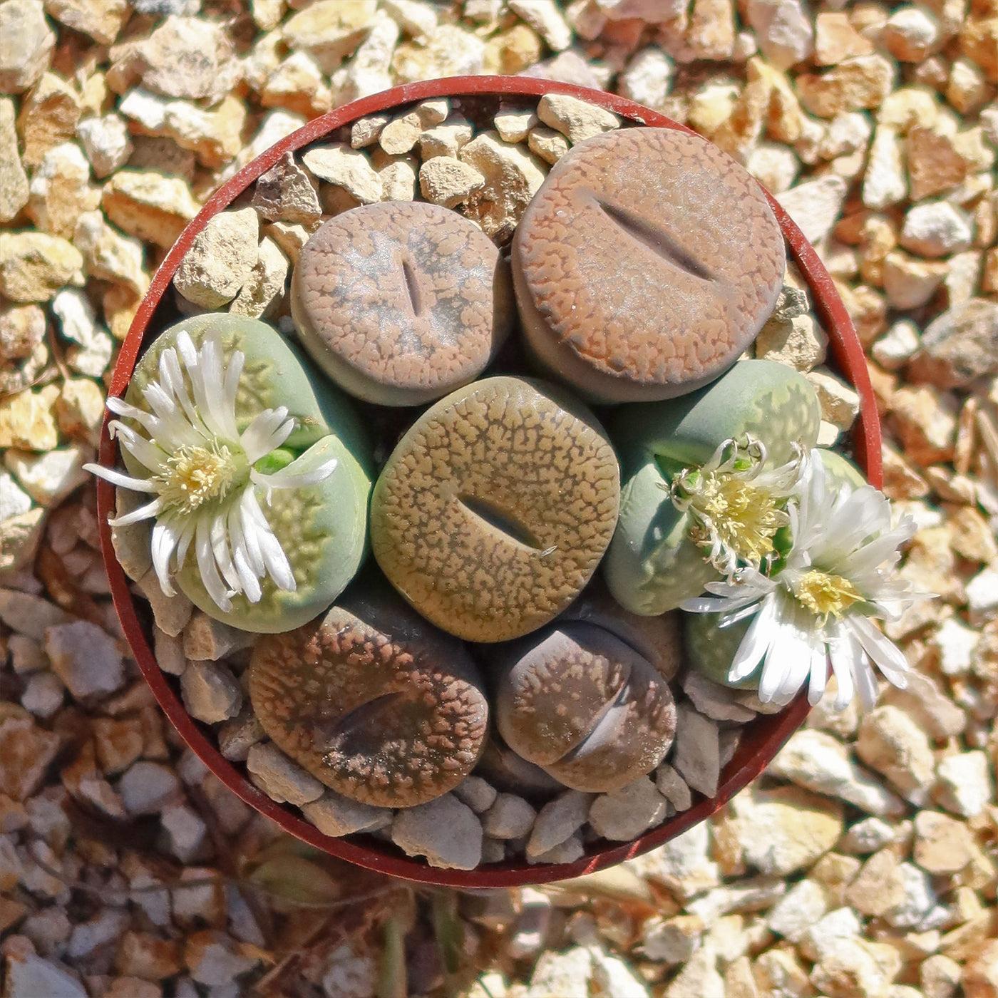 Living Stones - View 26 from www redcrocus com