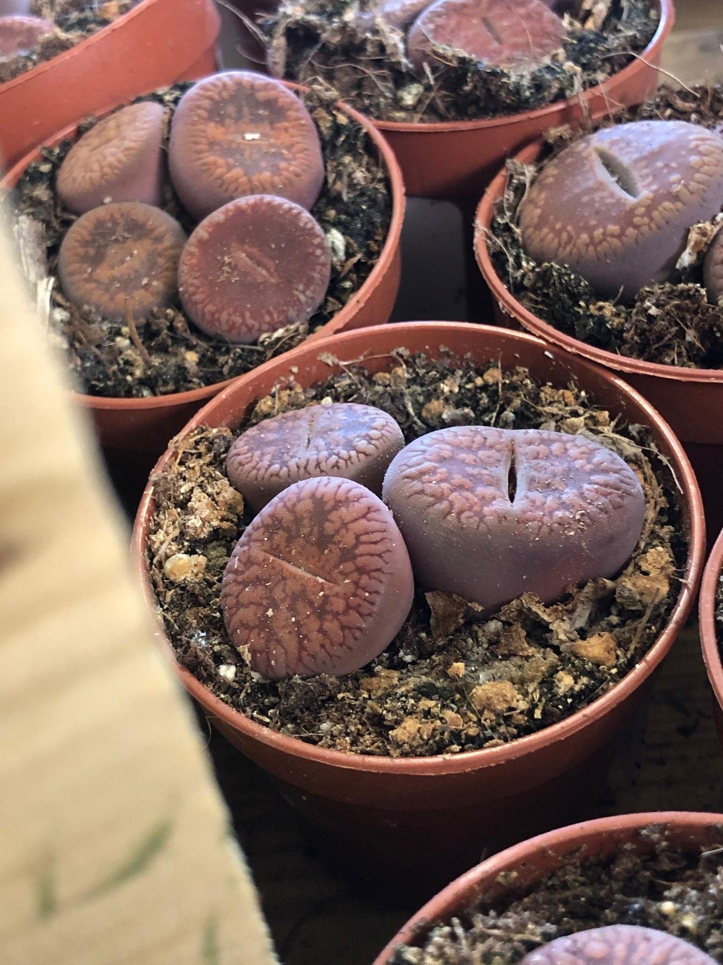 Living Stones - View 27 from www redcrocus com