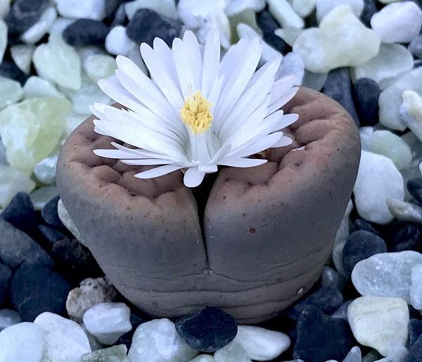 Living Stones - View 28 from www redcrocus com