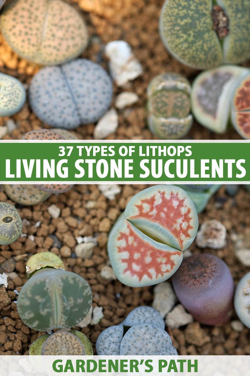Living Stones - View 32 from www redcrocus com