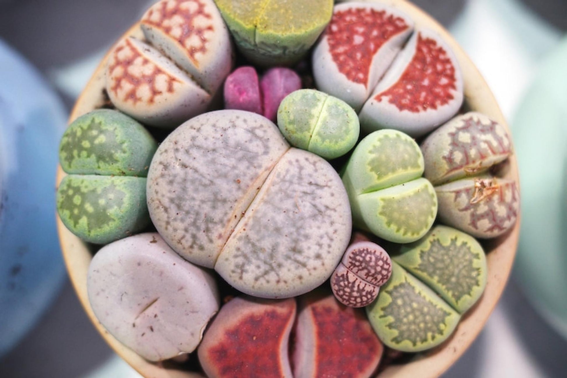 Living Stones - View 36 from www redcrocus com