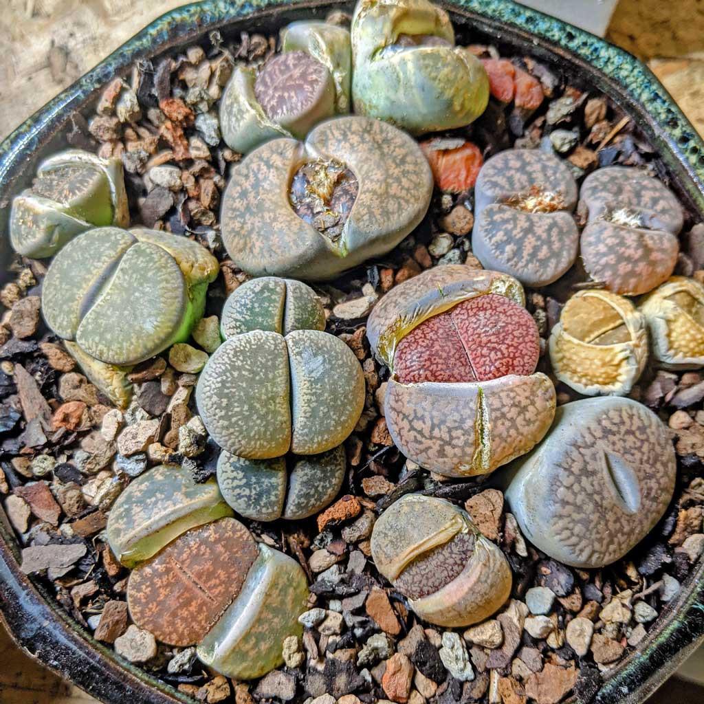 Living Stones - View 3 from www redcrocus com