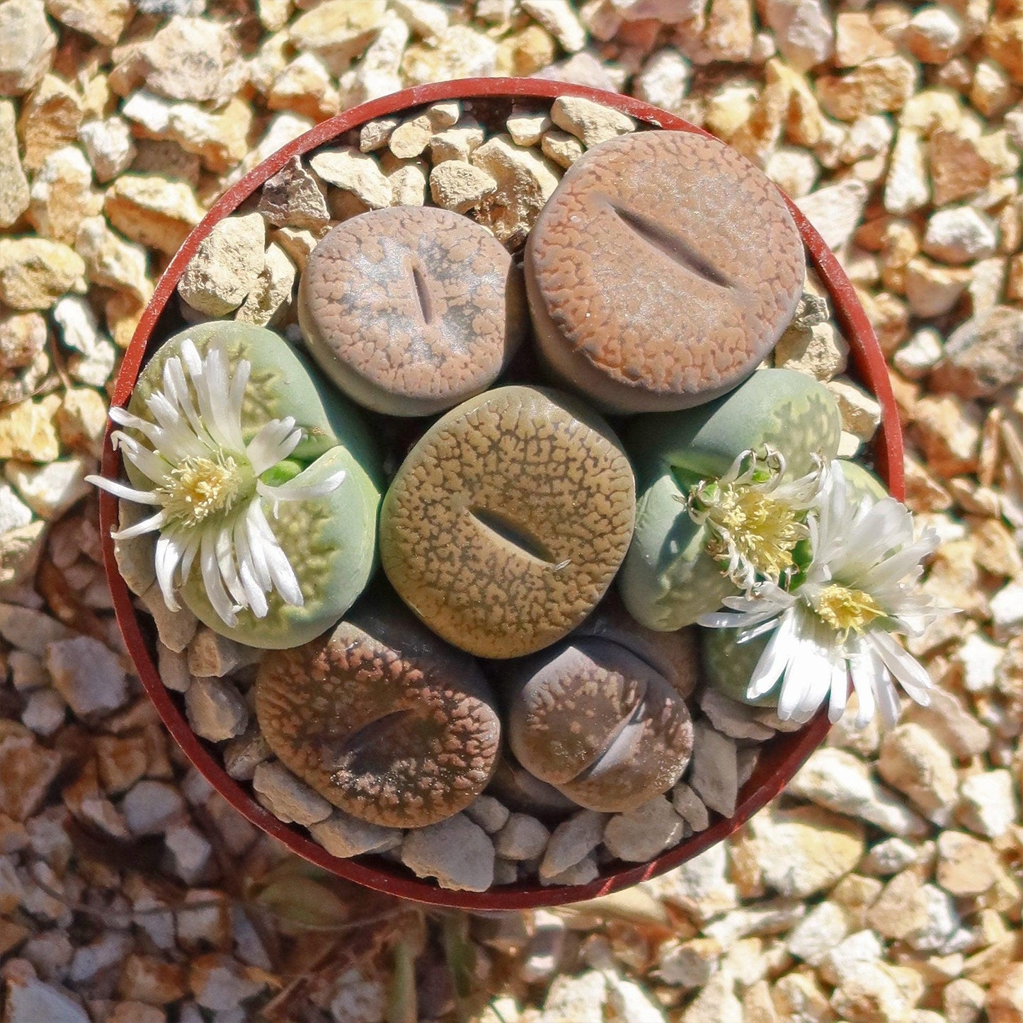 Living Stones - View 5 from www redcrocus com