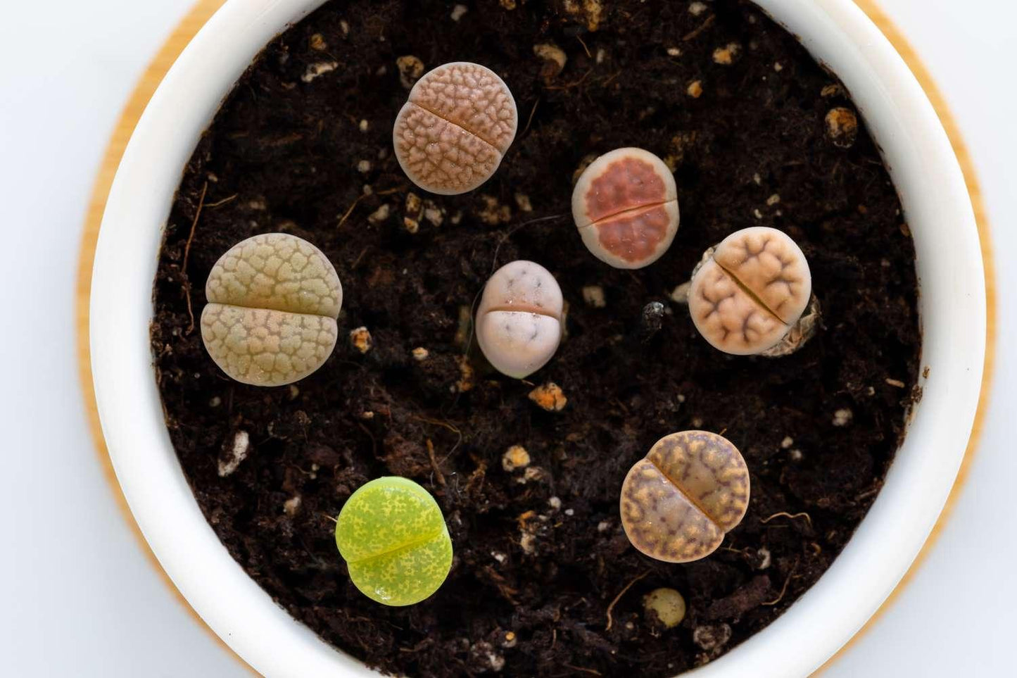 Living Stones - View 6 from www redcrocus com