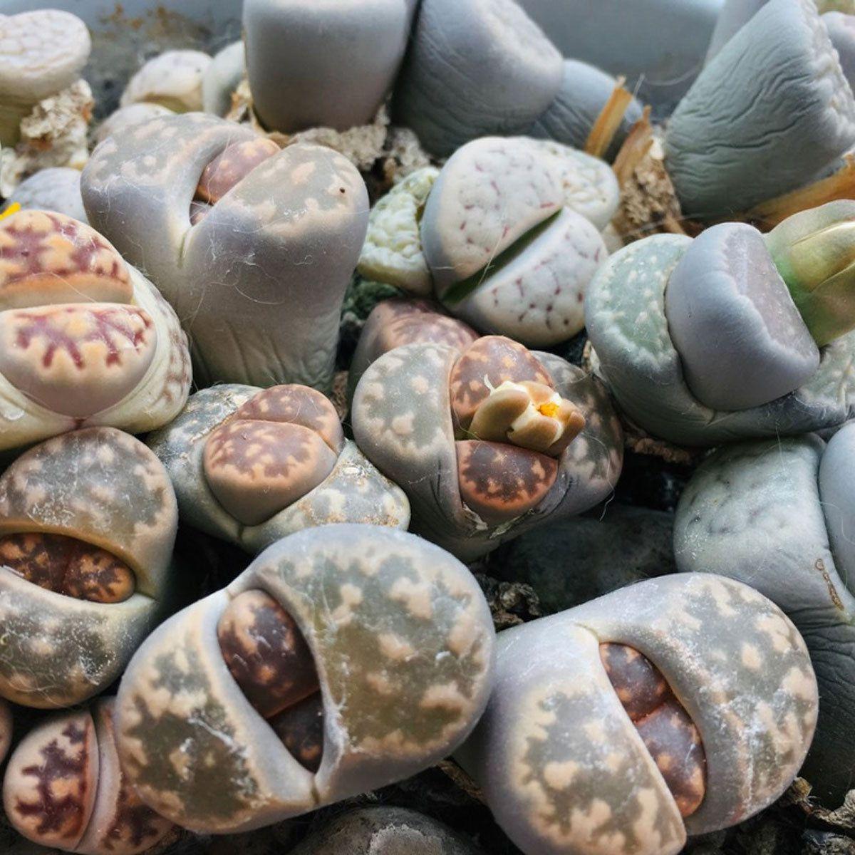 Living Stones - View 9 from www redcrocus com