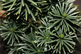 RedCrocus Fastigiata Japanese Plum Yew Live Plant (Cephalotaxus) - Columnar, Shade & Heat Tolerant Evergreen for Woodland Gardens, Foundation, Narrow Hedges, Containers  1 Gallon Nursery Pot
