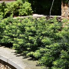 RedCrocus Fastigiata Japanese Plum Yew Live Plant (Cephalotaxus) - Columnar, Shade & Heat Tolerant Evergreen for Woodland Gardens, Foundation, Narrow Hedges, Containers  1 Gallon Nursery Pot