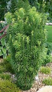 RedCrocus Fastigiata Japanese Plum Yew Live Plant (Cephalotaxus) - Columnar, Shade & Heat Tolerant Evergreen for Woodland Gardens, Foundation, Narrow Hedges, Containers  1 Gallon Nursery Pot
