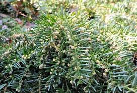 RedCrocus Fastigiata Japanese Plum Yew Live Plant (Cephalotaxus) - Columnar, Shade & Heat Tolerant Evergreen for Woodland Gardens, Foundation, Narrow Hedges, Containers  1 Gallon Nursery Pot