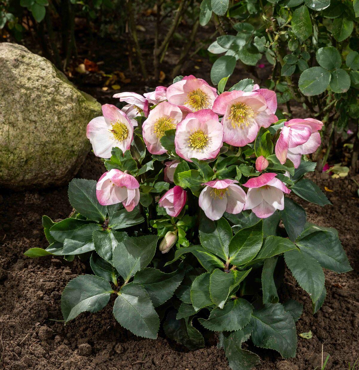 Helleborus Winter Ballet Leila Burgundy - View 10 from www redcrocus com