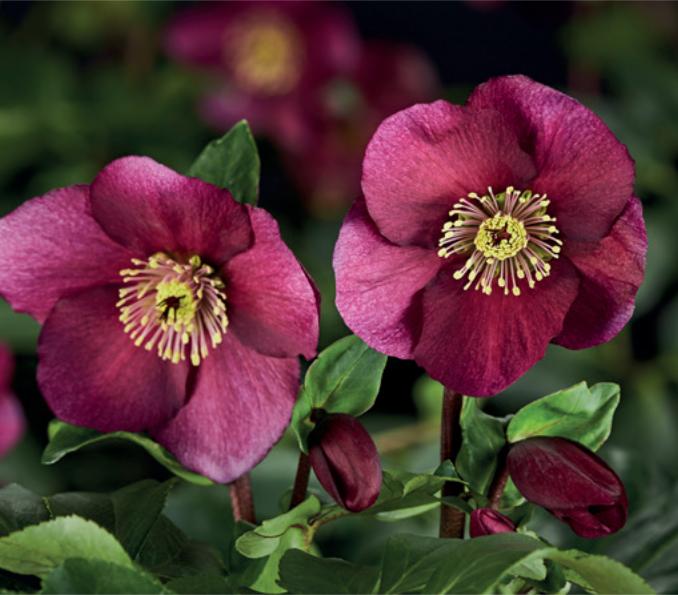 Helleborus Winter Ballet Leila Burgundy - View 11 from www redcrocus com