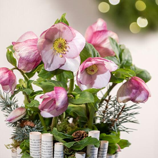 Helleborus Winter Ballet Leila Burgundy - View 13 from www redcrocus com