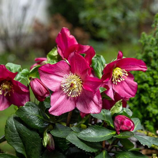 Helleborus Winter Ballet Leila Burgundy - View 14 from www redcrocus com