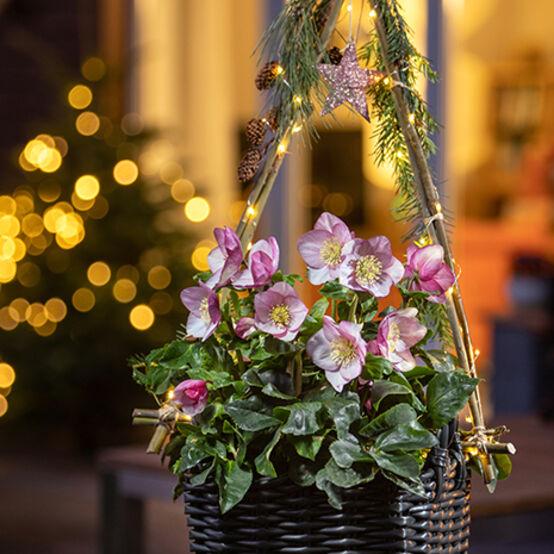 Helleborus Winter Ballet Leila Burgundy - View 15 from www redcrocus com