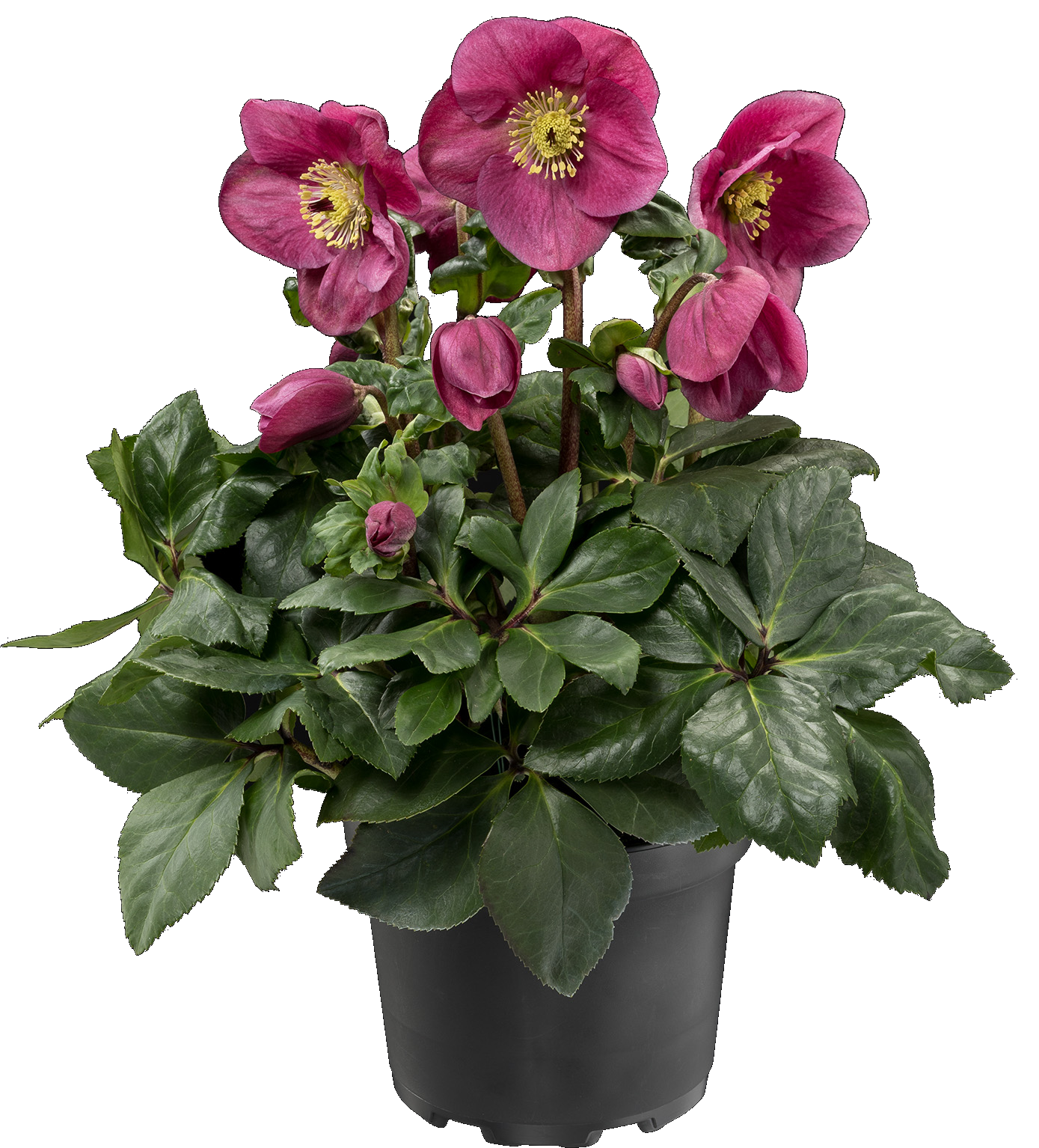 Helleborus Winter Ballet Leila Burgundy - View 19 from www redcrocus com