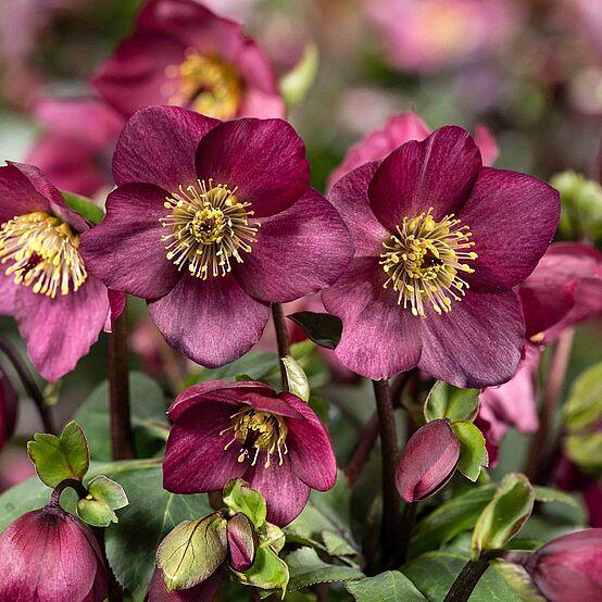 Helleborus Winter Ballet Leila Burgundy - View 1 from www redcrocus com