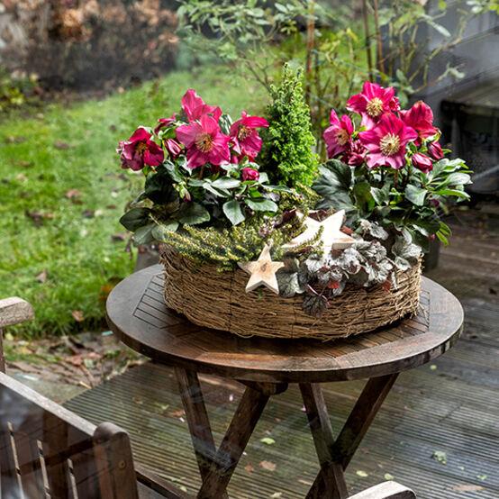 Helleborus Winter Ballet Leila Burgundy - View 22 from www redcrocus com