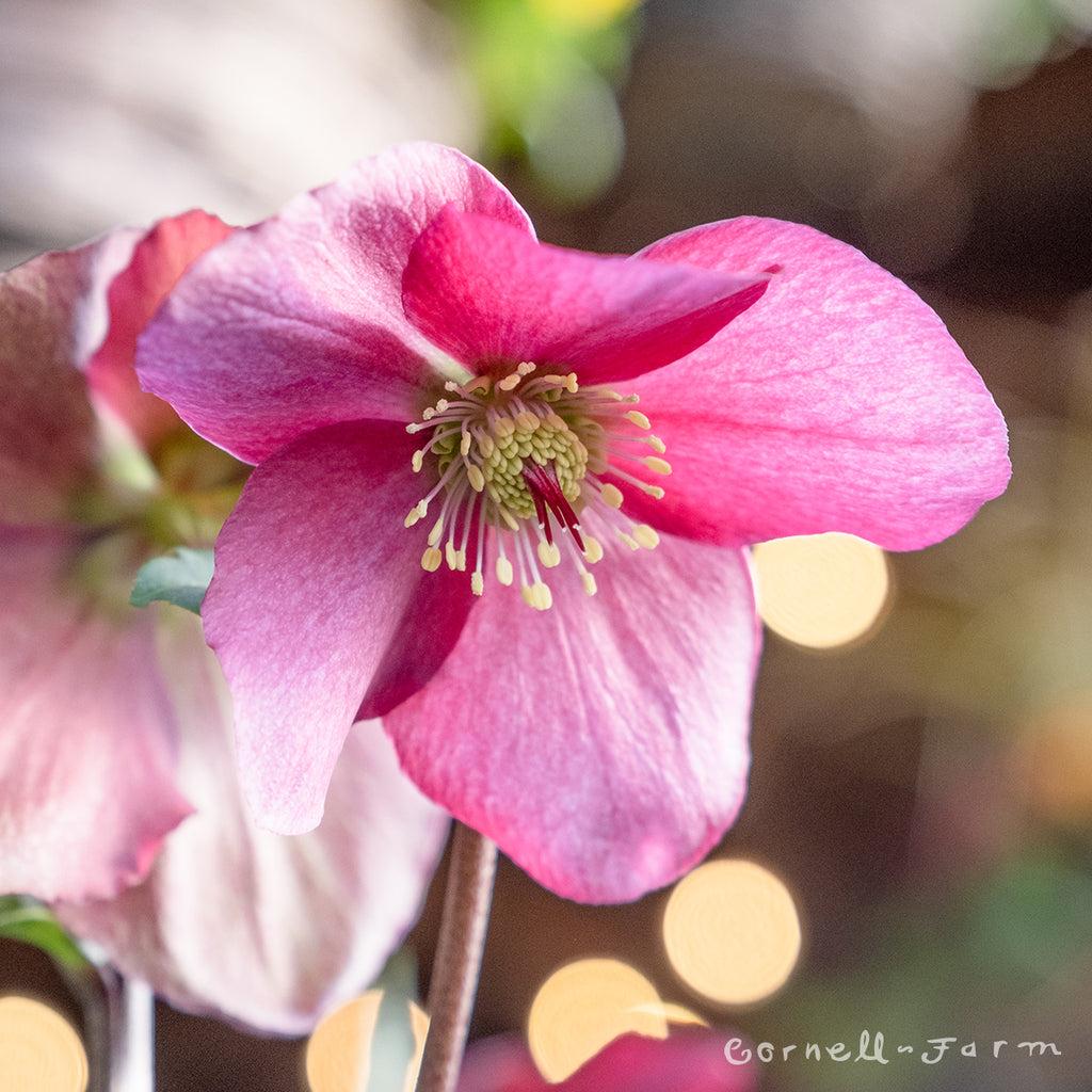 Helleborus Winter Ballet Leila Burgundy - View 23 from www redcrocus com