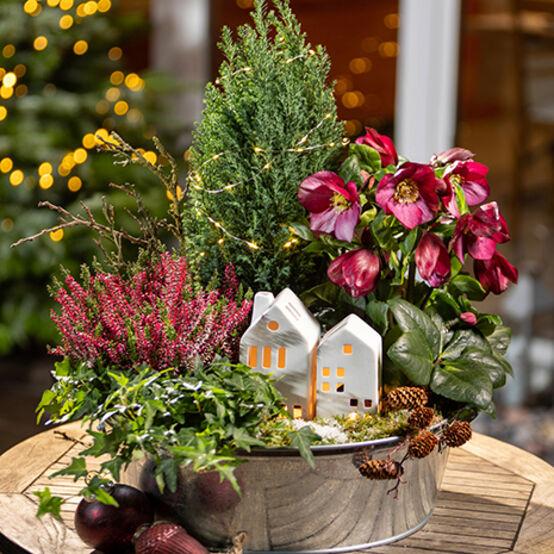 Helleborus Winter Ballet Leila Burgundy - View 24 from www redcrocus com