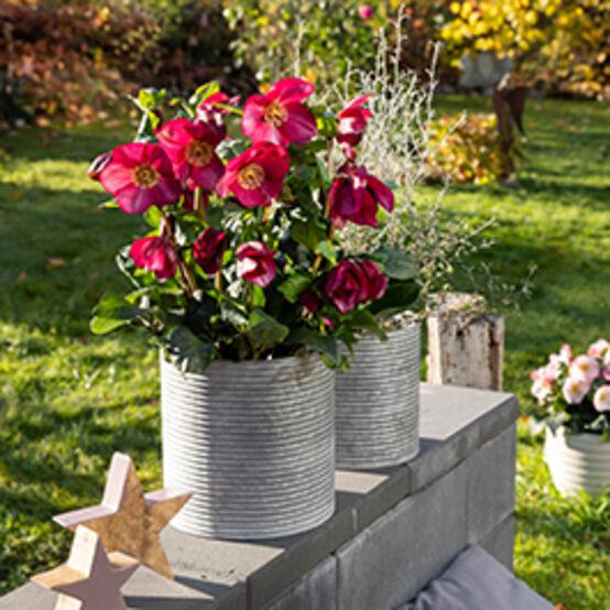 Helleborus Winter Ballet Leila Burgundy - View 25 from www redcrocus com