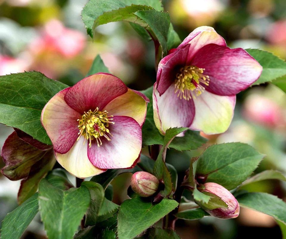 Helleborus Winter Ballet Leila Burgundy - View 27 from www redcrocus com