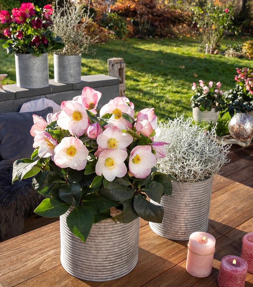 Helleborus Winter Ballet Leila Burgundy - View 28 from www redcrocus com