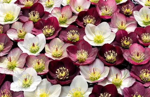 Helleborus Winter Ballet Leila Burgundy - View 29 from www redcrocus com